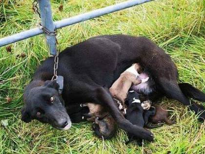 Incatenata e abbandonata con i cuccioli appena nati: salva la cagnetta