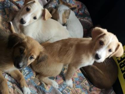 Lo scatolone si muove... dentro ci sono 5 cuccioli
