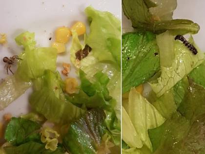 Insetti nell'insalata. Polemiche in una scuola di Firenze. Il caso finisce in Regione