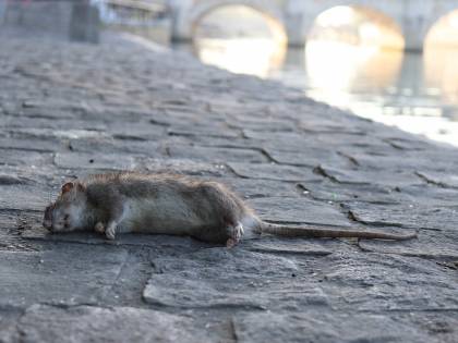 Topo morto in una scuola. Protestano i genitori dei bambini