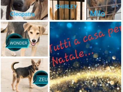 Vieste, i cani dati in adozione davanti alle chiese