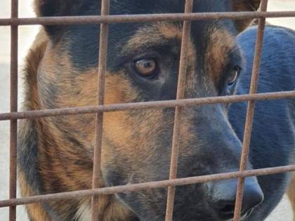 C'è il coronavirus? Abbandonati 2mila cani
