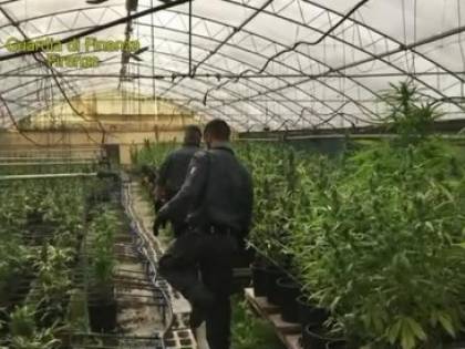 La marijuana della ‘ndrangheta in un vivaio di Pistoia: sei arresti