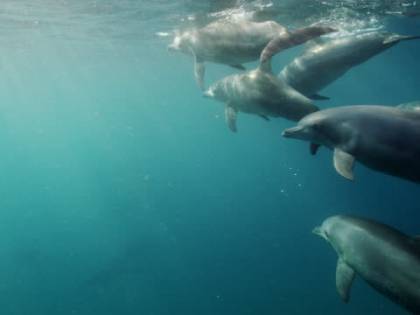Bambina di 10 anni attaccata dai delfini e trascinata sott'acqua