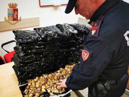 Trasportava sei chili di papavero da oppio: arrestato corriere della droga indiano
