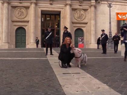 Brambilla porta un maiale al guinzaglio a Montecitorio