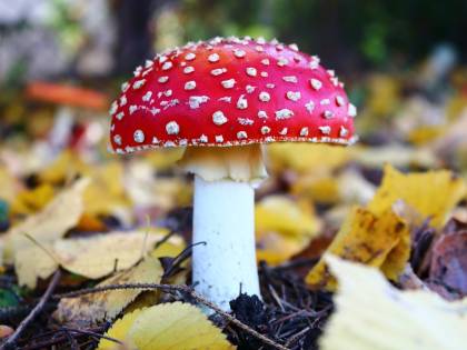 Intossicazione da funghi: nuovi casi nel brindisino