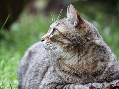 Fermo, sei gatti aggrediscono il ladro e lo fanno scappare