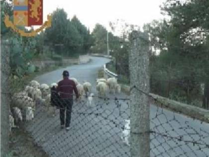 Timbravano il cartellino e portavano le pecore al pascolo