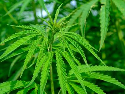 Blitz dei giallorossi: nel Milleproroghe "torna" la cannabis light