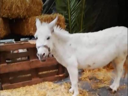 Animali del presepe vivente affamati e al freddo: la denuncia della garante