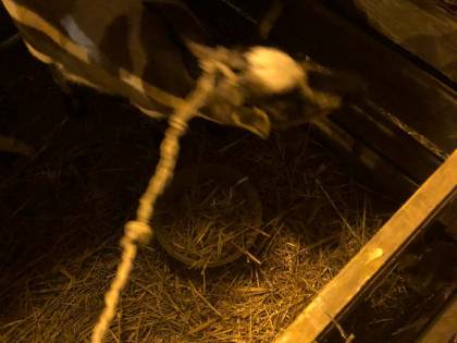 Le immagini degli animali del presepe vivente