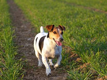 Faenza, cane trova fazzoletto e lo mastica per gioco: morto di overdose