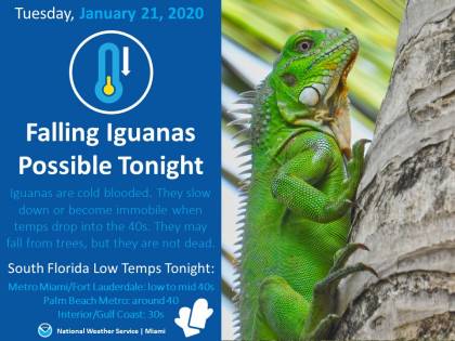 A Miami dagli alberi cadono... iguane ghiacciate