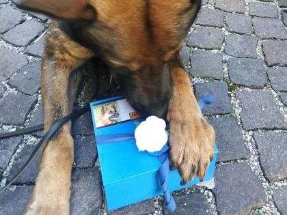 Cane poliziotto dà l'ultimo saluto al collega a quattro zampe