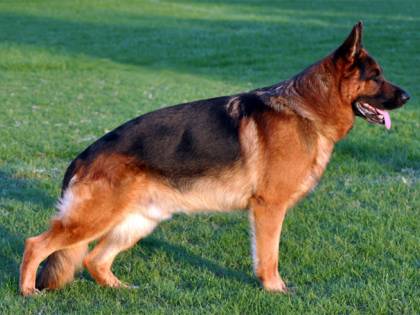 Con l'alfabeto armonico i cuccioli parlano con noi