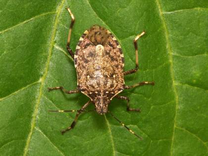 La strage silenziosa della cimice asiatica, agricoltura in ginocchio