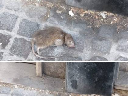 L'invasione di topi sotto la casa di Totò