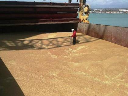 Grano canadese spacciato per siciliano: un esposto alla Procura