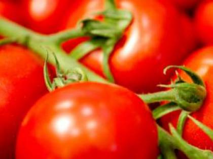 Allarme per i coltivatori europei: virus potentissimo attacca i pomodori