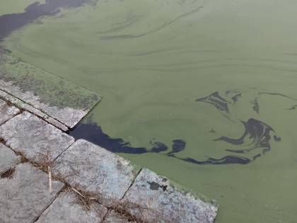 Il lago d’Averno si tinge di verde: timori per l’ecosistema