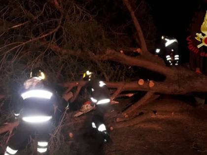 Via Aurelia, albero cade su auto in corsa: 2 feriti