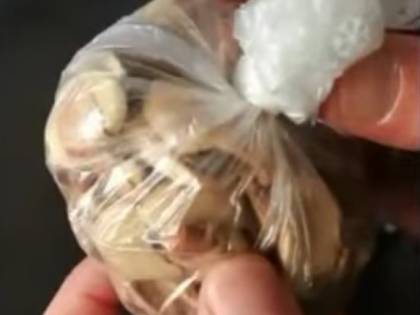 Treviso, insetti nel cibo: chiude il negozio abusivo di un nigeriano