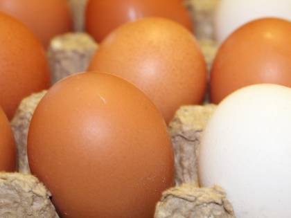 Benevento, rischio salmonella: abbattute mille galline e distrutte 55mila uova