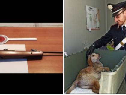 Non sopporta il cane accudito dalla vicina: prende il fucile e spara