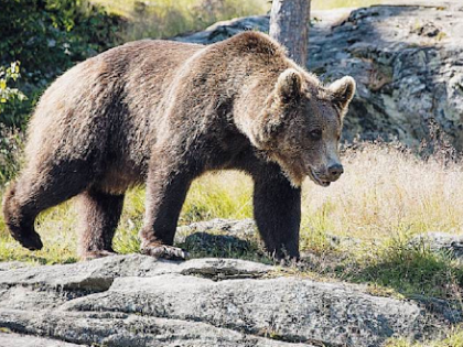 Salvate l’orso Papillon: rinchiuso e stressato si sta lasciando morire
