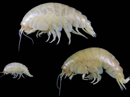 Scoperto un nuovo crostaceo, tracce di plastica nelle sue viscere