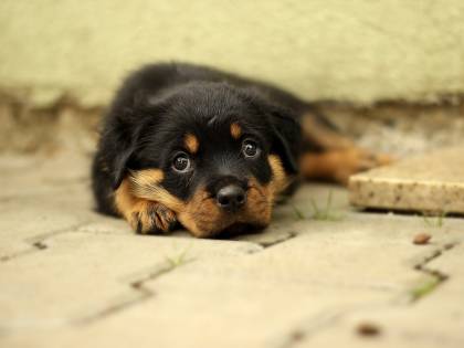 Mille modi per dirci "Ti amo" Così il cane manifesta affetto