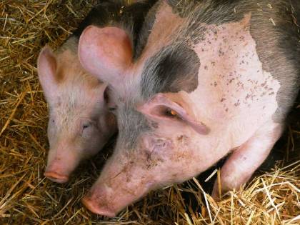 Un nuovo virus dai maiali. "Rischio di altra pandemia"