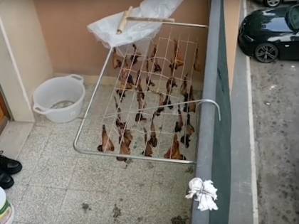 Sul balcone i pipistrelli sono stesi ad essiccare Il sangue cola in strada