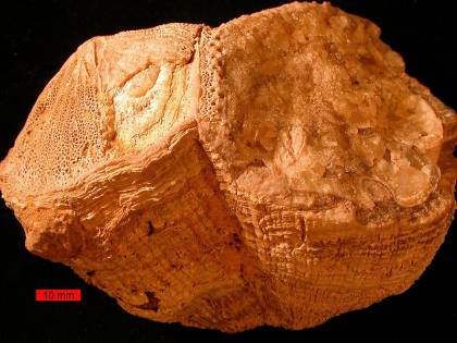 Nel Cretaceo, il giorno durava mezz'ora in meno e la Luna era più vicina