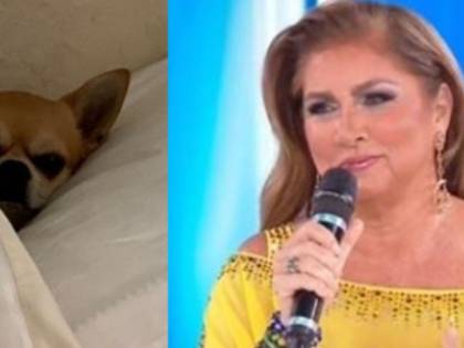Coronavirus, Romina Power contro l'abbandono di animali: "Il virus non li attacca"