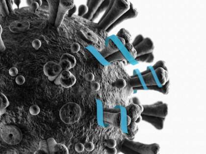 La proteina che rende "immuni": così può bloccare il coronavirus