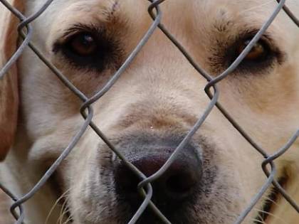 Coronavirus, è caos su acquisti e adozioni di cani
