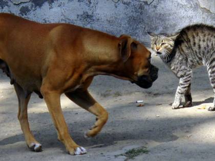 Cani e gatti troppo umani