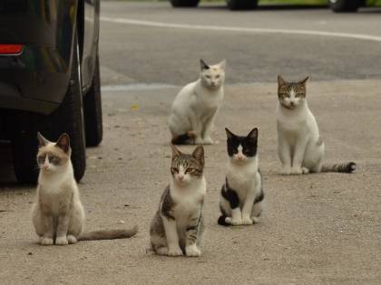 Coronavirus, al via i test sui gatti domestici di Vò
