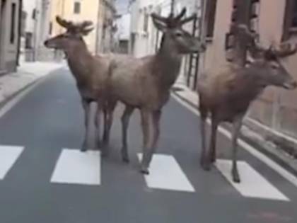 Cervi a passeggio per Villetta Barrea, Abruzzo. Gli animali approfittano delle strade vuote