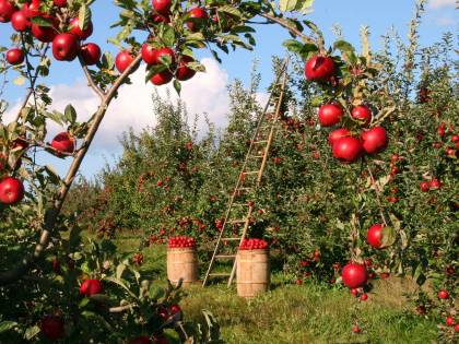 E ora rischiamo di non avere la frutta in tavola