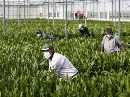 Quel "corridoio verde" di braccianti marocchini: "Serviva la maxi sanatoria di immigrati?"