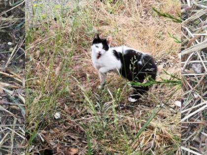 Strage di gatti a Molfetta durante il taglio dell'erba ai giardini pubblici