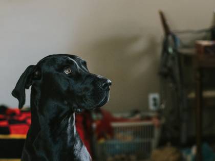 Una scoperta dalla Finlandia: i cani riescono a "fiutare il coronavirus"