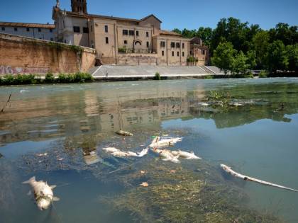 Il mistero dei pesci morti. Cosa accade nel Tevere?