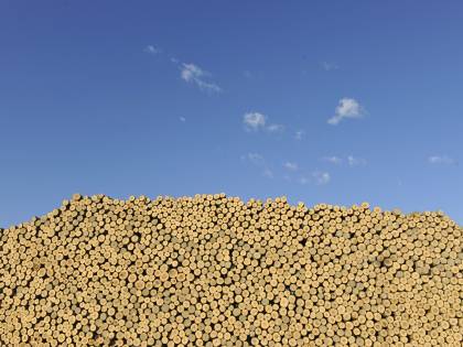 Innovazione e sostenibilità, così Panguaneta Plywood affronta la sfida post emergenza