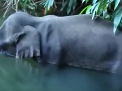 No, la storia dell'elefante non è andata come hanno raccontato