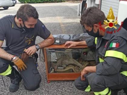 Un pericoloso boa abbandonato tra i rifiuti