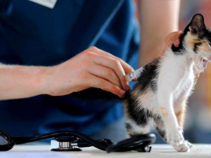 "Così ci rimettono solo i gatti...". Gli animalisti contro gli scienziati